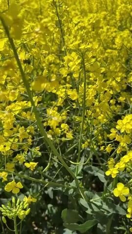 The video shows a field of yellow rapeseed flowers under a clear blue sky. The camera starts close to the flowers and then pans upwards and outwards to show the expansive field stretching to the horizon. In the distance, a line of trees is visible. There are no people or other notable objects in the scene.