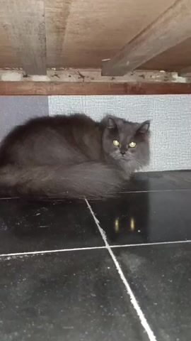 A long-haired gray cat with yellow eyes is curled up on a black tiled floor. The cat is positioned under a wooden structure, possibly furniture or a shelf, with visible wooden planks and some debris. The background appears to be a gray textured wall. The lighting is dim, and there are reflections of light on the floor tiles. The cat is looking directly at the camera.
