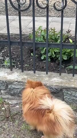 A small orange Pomeranian dog stands near a black metal fence, barking at a black and white cat sitting in a garden bed on the other side of the fence. There are green plants and two red tulips growing in the garden bed. The dog's tail is wagging, and it appears agitated as it barks at the cat. The ground around the dog is covered with grass and dead leaves. The fence is set on a stone foundation.