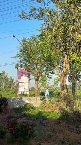 A person wearing a light blue garment and a white head covering is standing next to a tall tree. The person is facing away from the camera and towards a billboard with purple and white writing. The billboard is mounted on a concrete structure. In the foreground, there are some plants and red flowers. In the background, there are more trees and a clear blue sky with overhead power lines. The sun appears to be shining.