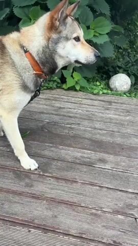 A dog with light brown and gray fur stands on a wooden deck. The dog is wearing an orange collar and a leash. In the background, there are green plants and a white ball. The dog sniffs the ground. Then the dog walks across the deck and the camera pans down to show the leash. The dog stops and looks to the left.