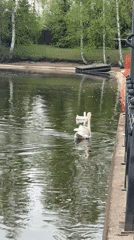 Swans and ducks feed at Saint Petersburg park pond