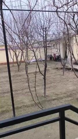 The video shows a barren landscape in front of a low building, possibly a house or shed, as viewed through a railing. Several leafless trees or saplings are scattered across the yard. In the distance, near the building, there is a small doghouse and a motorcycle. A person wearing a red patterned garment is near the doghouse. The ground is covered in dry, tan-colored soil, suggesting a dry or dormant season. The sky overhead is overcast. The camera is stationary throughout the short clip.
