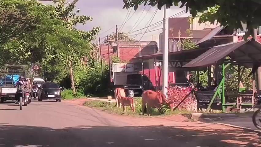 The video shows a road in what appears to be a rural or suburban area. There are several brown cows standing on the shoulder of the road, grazing. A few vehicles pass by, including a small blue truck, a white van, a black car, and a man on a scooter. The road is paved, and there are trees lining both sides. Buildings are visible in the background, including one with a sign that says "JAVA." The sky is overcast.