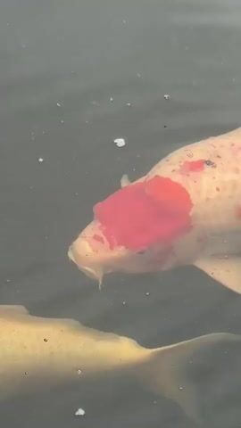 This media file captures an underwater view of several koi fish swimming in a pond. The primary subject is a large koi with a white body and prominent red markings on its head and along its side. It also has some black speckles scattered across its scales. Another koi, mostly yellow or gold, is partially visible swimming beneath it. The water is murky and dark, with some small bubbles floating on the surface, suggesting recent activity or aeration. The lighting appears to be natural, possibly indicating daytime, but the overall mood is subdued due to the water's opacity. The scene is serene, focusing on the graceful movement of the fish. There are no people, text, or discernible location cues within the frame itself, but external context places this scene in Ban Na Chom Thian, Thailand.