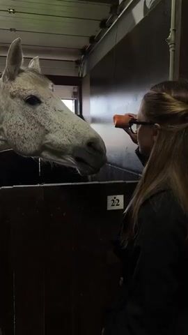 In a stable environment, a woman with long blonde hair, wearing a black coat and eyeglasses, is standing in front of a horse stall. She is holding an orange object, likely a carrot, out to a white horse with grey speckled skin. The horse's head and neck are extending over the stall door, and the horse is eating the carrot from the woman's hand. The stall has a number 22 on it. The stable has lighting and what appears to be a metal corrugated ceiling, with dark brown stall walls.
