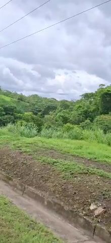 The video shows a landscape with lush green vegetation and rolling hills under a cloudy sky. A concrete drainage ditch runs along the bottom of the frame, and a utility pole is visible on the right side. The view appears to be from a moving vehicle, possibly a train or car, as the scenery changes slightly between frames. Tall grasses and trees dominate the scene, suggesting a tropical or sub-tropical environment. There are no people or animals visible in the video.