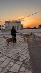 Women walk dogs at sunset on Tel Aviv promenade