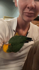 Up close with a colorful parrot in Moscow