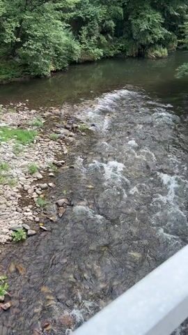 This media file captures a serene natural scene, likely taken from a bridge overlooking a flowing river. The river's surface is a mix of dark, clear water and agitated, foamy rapids, revealing a rocky riverbed beneath. On the left bank, a stony shore is visible, interspersed with patches of green grass. The dominant feature of the scene is the lush, dense forest that crowds the riverbanks and slopes upwards, creating a verdant backdrop. The trees are a vibrant green, suggesting it is either late spring or summer. The overall atmosphere is tranquil and picturesque, evoking a sense of peace and immersion in nature. The lighting suggests it is daytime, possibly overcast given the soft light. There are no people or discernible objects other than the natural elements and the railing of the bridge, from which the photo is taken, is partially visible in the foreground. The location context, Bachkovski Monastery in Bulgaria, places this natural beauty within a historical and spiritual setting, though the monastery itself is not visible in this frame.