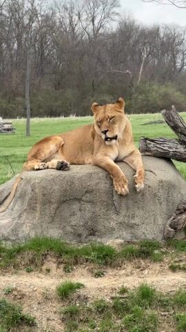 The video shows a lioness lying on a rock in an outdoor enclosure. The lioness has a tawny coat and is resting with her paws extended. The rock is surrounded by green grass and dirt. In the background, there are trees and some blurred shapes that could be other structures. Some indistinct voices can be heard.