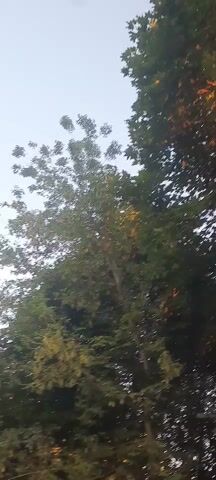 The video pans up through the branches of a tree. Sunlight filters through the leaves, creating a dappled effect. The sky is visible at the top of the frame, with some clouds. The tree appears to be deciduous, with both green and some autumnal-colored leaves visible. There are no people or animals visible in the video.