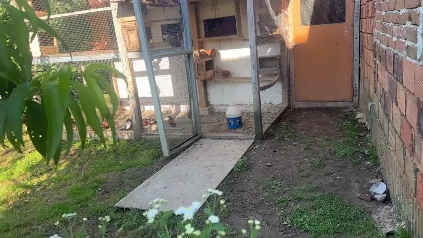 The video captures an outdoor scene featuring a large pigeon coop or aviary on a sunny day in Rogozen, Bulgaria. Numerous domestic pigeons are the primary subjects, observed both within the spacious, wire-meshed enclosure and perched on its corrugated metal roof.

The aviary itself is constructed with wire mesh walls and contains multiple internal wooden perches and nesting boxes. A blue and white bird water dispenser is visible on the ground inside, and a concrete slab serves as an entrance ramp. Adjacent to the aviary, a brick wall stands on the right, featuring a brown wooden door. A vibrant green plant with broad leaves is prominently displayed in the foreground on the left, adding a natural element to the setting.

The pigeons are seen moving calmly, some walking on the ground inside the coop, others resting on the internal structures, and several perched on the roof, with one emitting a soft cooing sound. The scene takes place during bright daylight, suggested by the strong illumination and visible shadows, indicating clear and sunny weather. The overall atmosphere is peaceful and quiet, showcasing a well-maintained habitat for the birds. No visible text appears in the video. The combination of the brick wall, aviary design, and vegetation points to a rural or semi-rural location.