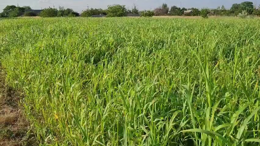 This media file depicts a serene outdoor scene in Salhany, Ukraine. The primary subject is a vast, vibrant green field filled with tall, dense crops, likely wheat or a similar grain, swaying gently in the breeze. The field stretches as far as the eye can see, creating a sense of expansive natural beauty.

In the background, a line of trees and scattered buildings suggest a rural or semi-rural setting. The time of day appears to be late afternoon or early evening, indicated by the soft, diffused sunlight casting a warm glow across the landscape. The sky is partly cloudy, hinting at mild weather conditions. There are no people or discernible objects within the immediate frame of the field itself, emphasizing the natural environment.

The overall mood conveyed is one of peace, tranquility, and the quiet beauty of agricultural land. The rich green hues of the crops and the open expanse evoke feelings of calm and natural abundance. There is no visible text in the media file. The image captures a typical rural landscape in Ukraine, highlighting the agricultural richness of the region.