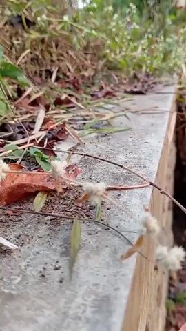 The video shows a close-up, ground-level view of dry leaves, twigs, and grass on a concrete ledge. The camera is angled downwards, and the focus shifts slightly throughout the clip. In the foreground, a thin, dry plant stalk with small white flowers or seed heads extends across the ledge. Some green leaves are also visible. The background consists of more grass and vegetation, slightly out of focus. The lighting suggests an outdoor, possibly natural environment. There is no visible movement or action beyond the subtle camera shifts.