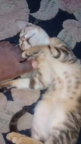 A close-up, low-angle shot shows a person's dark-skinned hand petting a tabby kitten. The kitten is lying on its back on a patterned blanket, exposing its belly. Its eyes are open and its head is tilted up. The kitten's paws are resting on its chest. The hand is stroking the kitten's chin. The background is a dark and light patterned blanket. The lighting is dim.