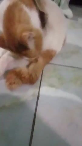 A ginger and white cat is lying on its side on a tiled floor, grooming its hindquarters. A hand briefly comes into frame and pets the cat's belly. The cat is focused on grooming.