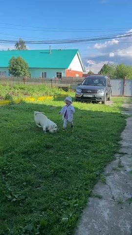 A dog and a toddler are playing with a ball in a grassy yard. The dog is white with brown spots and is nudging the ball towards the toddler. The toddler is wearing a white outfit and a light blue hat and is watching the dog. In the background, there is a teal-colored house with a white trim, a wooden fence, a garden, and a dark gray SUV parked in a driveway. The sky is blue with some white clouds. The scene appears to be a sunny day.