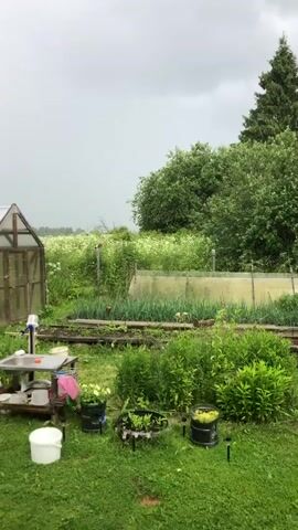This media file captures a serene, overcast day in a rural garden setting. The scene is dominated by lush greenery, with a variety of plants and trees filling the frame. A small greenhouse, made of glass and metal, stands to the left, suggesting a dedicated gardening space. In the foreground, several potted plants and containers are arranged on the grass, indicating active cultivation. A low wooden table with some items on it, including a white bucket, is also visible, possibly used for garden work.

The backdrop features dense foliage and a tall, evergreen tree on the right, adding to the natural, bucolic ambiance. In the middle ground, a raised garden bed is clearly defined, with rows of green plants, likely vegetables such as onions, growing neatly. A transparent cover protects a portion of this bed, hinting at controlled environment cultivation.

The sky is a heavy gray, suggesting a cloudy or possibly rainy day, which is further corroborated by subtle visual cues that might be raindrops or water droplets on the lens. The overall mood is peaceful and tranquil, reflecting a quiet moment in nature. There are no people visible in the frame, emphasizing the stillness of the environment. The time of day appears to be daytime, given the ambient light, but the overcast conditions prevent the determination of a precise hour. The setting strongly suggests a private garden or allotment in a rural area, likely within Fedino, Russia, given the provided location context. There is no visible text in the media file.