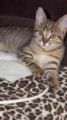 Tabby kitten captured in 16 indoor moments over 17 minutes