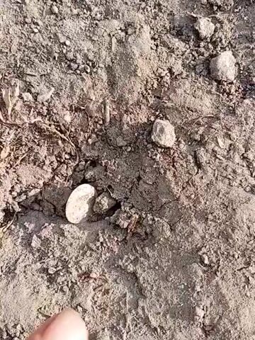 A close-up video shows a person's finger pointing at a small, metallic object partially embedded in dry, dusty soil. The object appears to be a coin, possibly old or worn, with some visible markings. The surrounding environment is rough and uneven, with small stones and bits of dried vegetation scattered on the ground. The lighting suggests an outdoor setting, likely during the daytime. The video focuses on the coin and the finger, with the background blurred.