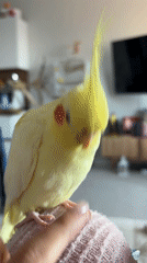 Krasnoyarsk resident documents cockatiel interactions, feather collection, stored artwork
