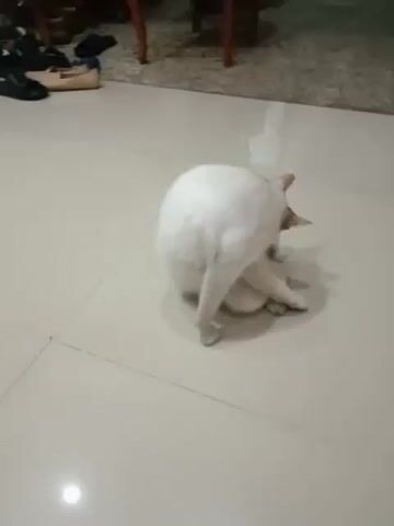The video shows a white cat with some brown and black markings, possibly a calico or tortoiseshell pattern on its face and tail. The cat is sitting on a tiled floor, grooming itself. It appears to be licking its hindquarters or tail. In the background, there are some shoes on the floor and furniture, suggesting an indoor environment, likely a home. The lighting is dim.