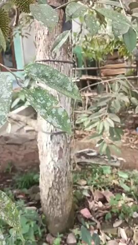 A close-up shot focuses on several small, unripe durian fruits hanging from a tree. The durians are green and covered in sharp spikes. The tree trunk is rough and textured, with some branches visible. The background shows a blurry residential setting with a brick wall and some greenery. The lighting is natural and appears to be daytime. There are no people or animals visible in the frame.