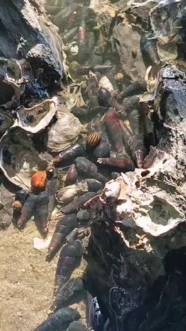 This is a close-up, high-angle shot of a shallow body of water teeming with marine life. Numerous dark, elongated gastropod shells are visible, many clustered together. Interspersed among them are several oyster shells, some open and some closed, revealing their rough interiors. A few small, orange objects are also scattered in the scene, possibly rocks or other debris. The water is clear, allowing for a good view of the substrate, which appears to be sand and gravel. Light plays on the water's surface, creating a shimmering effect. The scene suggests a natural habitat, likely a tide pool or the shallow intertidal zone of a coast.