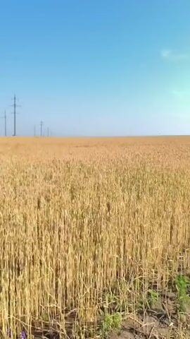 A first-person perspective video shows a person walking through a golden wheat field under a bright blue sky. The wheat stalks are tall and dense, with some appearing to be cut or bent. Several utility poles with wires are visible in the distance, silhouetted against the sky. The ground is a mixture of dirt and some sparse green vegetation. The video captures the motion of walking, with the wheat stalks swaying slightly and the camera moving forward. The overall impression is of a serene, rural landscape on a clear day.