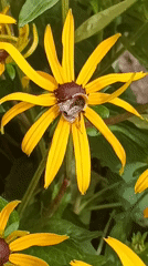 Bees, spiders, and garden statues in rural Latvia