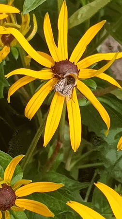 Bees, spiders, and garden statues in rural Latvia