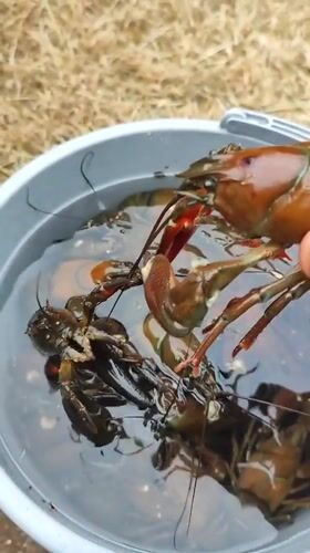 Crayfish and lilies: a quiet Northampton morning in detail