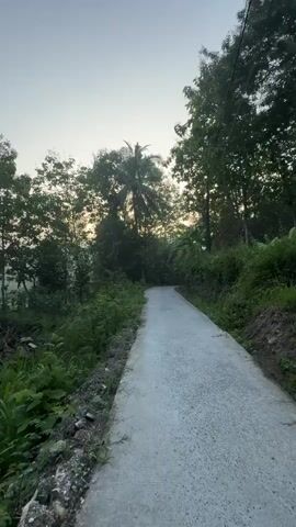 A paved road winds through a lush green landscape under a pale sky. Trees and foliage line both sides of the road, with a tall palm tree visible in the distance. The sun appears to be low on the horizon, casting a soft light through the trees. The road itself is a light gray concrete, with visible patches of soil and small stones along its edges. The perspective suggests the video is being filmed from a moving vehicle or a person walking along the road.