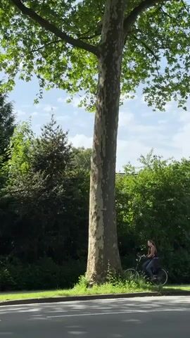 The video shows a tall, full-grown tree with a distinctive bark pattern, standing beside a road. The tree has a thick trunk that is mottled with light and dark patches, supporting a canopy of bright green leaves. To the left and right of the tree, various types of green bushes and smaller trees fill the background, partially obscuring a cloudy sky. A sidewalk runs along the base of the tree, adjacent to the road. A person on a bicycle is obscured by the base of the tree.