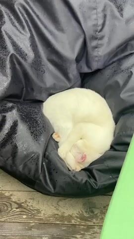 A white cat is curled up and sleeping on a black beanbag chair. The cat's face is buried in its paws, and its ears are folded back. The beanbag chair appears to be wet, with water droplets visible on its surface. The background consists of wooden planks, suggesting the scene may be outdoors or in a rustic setting.