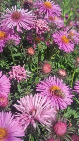 This close-up shot showcases a cluster of vibrant pink aster flowers in full bloom, interspersed with their developing buds and lush green foliage. The scene is bathed in bright, natural sunlight, suggesting a clear day. Two bees are prominently featured, actively engaged in pollinating the flowers, one on a fully open blossom in the upper left and another on a flower in the center right. Their presence adds a sense of life and activity to the static floral display. Some of the buds are still tightly closed, while others are beginning to unfurl, hinting at the ongoing life cycle of the plants. The overall impression is one of natural beauty and the industriousness of nature. There is no visible text in the image.