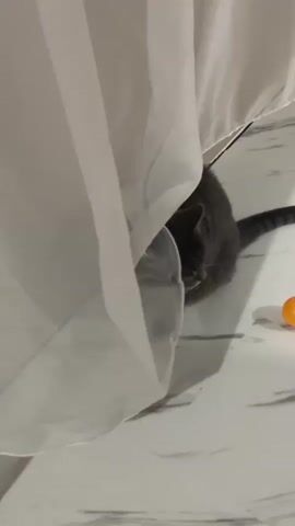 A gray tabby cat emerges from behind a white curtain. The cat is sitting on a marbled floor and looks directly at the camera. To the right of the cat, an orange object is visible.