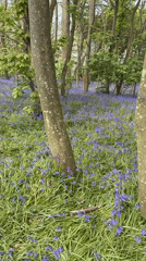 Spring bluebell carpet documented in Gorleston-on-Sea woodland