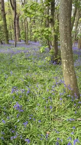 The video captures a serene woodland scene, likely in Gorleston-on-Sea, United Kingdom. The forest floor is densely covered with a vibrant carpet of purple-blue bluebells, intermingled with lush green grass. Numerous tree trunks, varying in size and texture from smooth light grey to rougher brown, stand prominently in the foreground and midground. Their branches are adorned with fresh green leaves, suggesting springtime. The camera executes a slow, smooth pan from left to right, revealing more of the extensive bluebell-filled forest. Natural light filters through the trees, indicating it is daytime. No people, animals, or visible text are present in the video. The overall impression is one of natural beauty and tranquility.