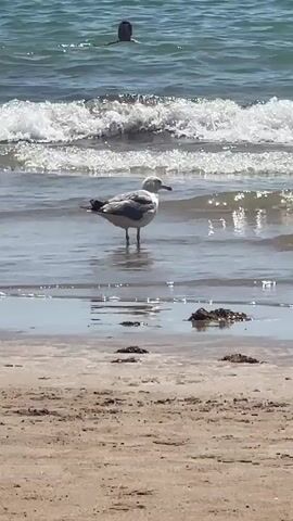 The video depicts a beach scene in Cádiz, Spain. The main subjects are a seagull standing in shallow water and a person swimming in the ocean in the background. The seagull is facing away from the camera, pecking at the water. The person in the background is visible as a dark silhouette in the wavy ocean. The setting is a sandy beach with the ocean in the background. The water is a clear blue-green and appears to have small waves breaking on the shore. The sand in the foreground is light brown and appears wet near the waterline. There are some small dark clumps of seaweed or debris scattered on the sand. The lighting suggests it is daytime, likely a sunny day due to the bright reflections on the water. The overall mood is peaceful and relaxed, typical of a beach environment. No text is visible in the video.