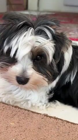 A tri-colored Yorkshire Terrier puppy is laying down on a textured brown carpet in front of a white mat. The puppy has black, white, and tan fur. The puppy's head is resting on the mat and its eyes are looking down. The background is out of focus, but appears to be an indoor setting with a patterned rug visible.