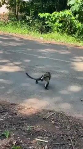 The video shows a monkey sitting on a paved road. The monkey has dark fur on its body and white fur on its neck and face. It is sitting upright, looking to its left. The road is surrounded by green vegetation and trees. Someone speaking is heard in the background.