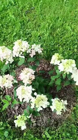 The video shows a top-down view of a small bush with clusters of pale pink and white flowers, surrounded by green grass. The bush is planted in a patch of dark soil. The flowers appear to be hydrangeas. The camera is stationary and the lighting is natural daylight.