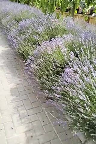 A paved walkway, made of interlocking rectangular bricks, borders a long, sprawling bed of lavender bushes in full bloom. The lavender flowers are a vibrant shade of purple, densely packed along their stems, creating a rich, textured carpet of color. The bushes are lush and green, with a wild, untamed appearance as they spill over the edge of the walkway. Above and behind the lavender, lush green foliage from overhead trees or vines creates a dappled canopy, casting shadows on the scene.

The perspective is from a low angle, looking along the length of the lavender bed and walkway. The scene is bathed in bright, natural light, suggesting it is daytime, likely morning or afternoon, with clear weather. There are no people visible in the frame. The overall impression is one of natural beauty and tranquility, with the abundant lavender suggesting a pleasant, perhaps rural or garden setting. The wooden fencing and some potted plants are visible in the background, further reinforcing a cultivated outdoor environment. The focus is primarily on the natural elements of the lavender and greenery, with the man-made walkway providing a grounding element. There is no visible text in the media file.