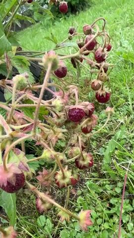 The video shows a patch of wild strawberries growing in a garden. The strawberries are small and red, and they are clustered on the vines. The plants are surrounded by green grass, and there is a dark, circular object, possibly a tire, partially visible behind some of the plants. In the center of the strawberry patch, a metal pole with a silver attachment is sticking out of the ground. The lighting suggests it might be daytime, possibly overcast given the soft lighting. The overall scene is natural and rural, with a focus on the ripening fruit. There is no visible text in the media file.