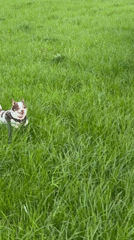 Small dog plays in Moscow park grass
