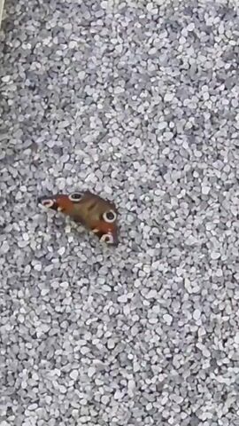 A peacock butterfly lands on a surface covered with small gray pebbles. The butterfly's wings are spread, revealing its distinctive eye-spot patterns. It then folds its wings and briefly walks before opening its wings again. The video then shows the butterfly folding its wings and appearing to rest.