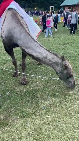 A camel adorned with a decorative cloth draped over its hump grazes on grass. The camel wears a green halter and is tethered by a white rope. A person in a brown jacket and a person in a gray vest stand near the camel. In the background, a crowd of people mill about in an outdoor area with grassy terrain. Various structures and decorations are visible, including a wooden building with a green roof, a red banner, and colorful displays. Confetti is scattered on the ground around the camel.