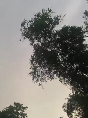The video is a low-angle shot looking up at the canopy of a dense bamboo tree against a pale, overcast sky. The leaves and branches of the bamboo are silhouetted against the sky, obscuring any view of what is behind them. There are also other trees visible in the background, also silhouetted. The camera is still for the duration of the video, and there is no discernible audio. The overall impression is one of stillness and quiet, with the bamboo leaves appearing to be gently swaying.